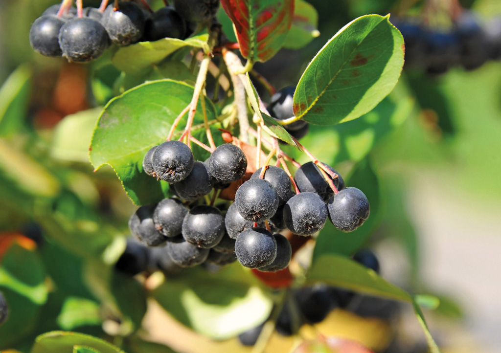 Aronia_bacche