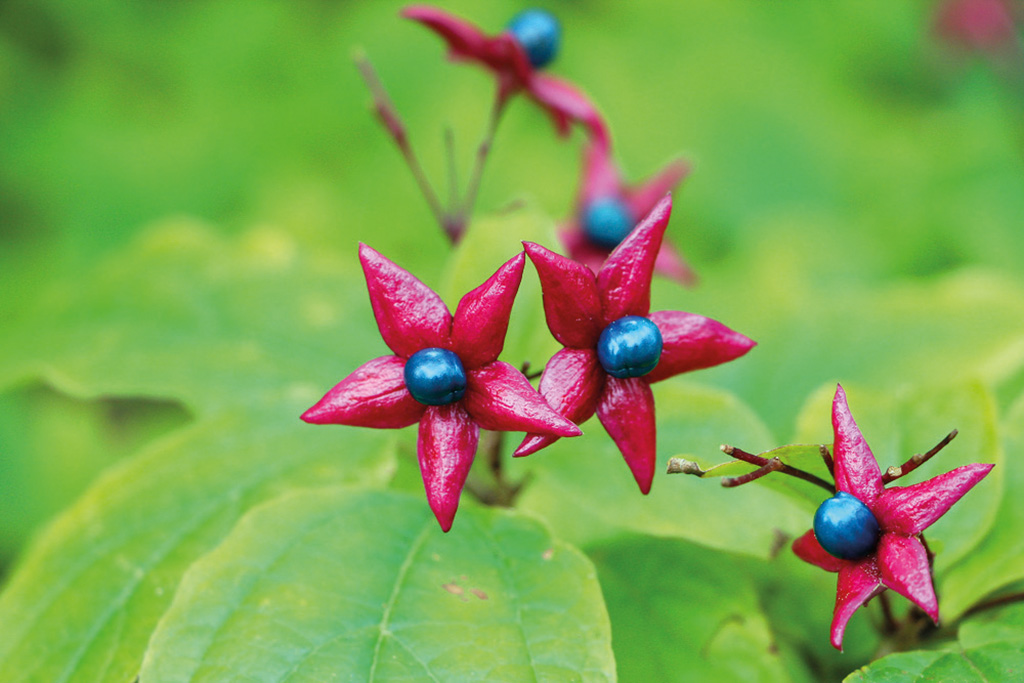 Clerodendro_bacche