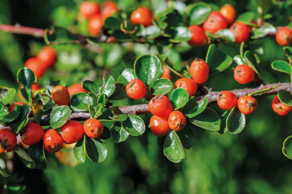 Cotoneaster_bacche