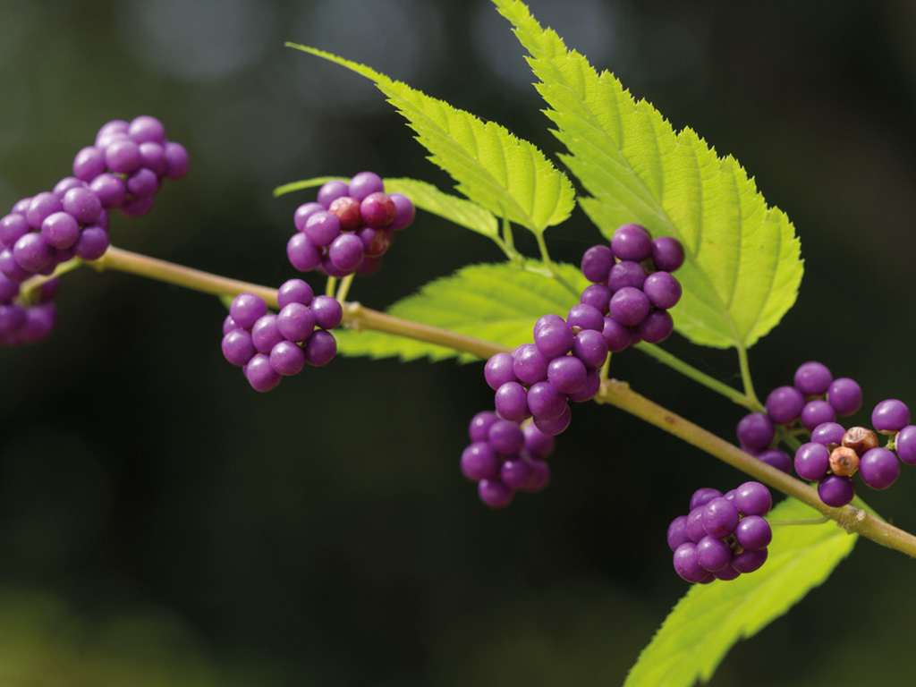 Callicarpa_bacche