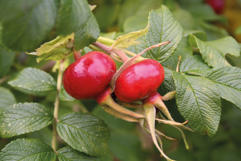 Rosa_rugosa_bacche